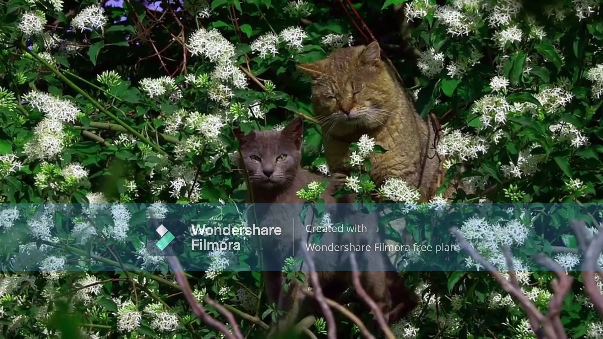 Cats n cats