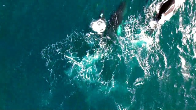 Humpback Whales Splash Together