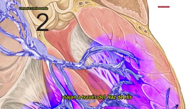 Así funciona la electricidad en tu corazón - #ExclusivoMSP