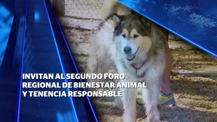 Invitan al segundo Foro Regional de Bienestar Animal y Tenencia Responsable