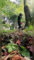 Tree Felling Cuts - Leaning tree's