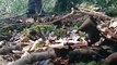 Epic Tree Felling Compilation - Jaw-Dropping Timber Harvesting!