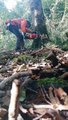 Epic Tree Felling Compilation - Jaw-Dropping Timber Harvesting!