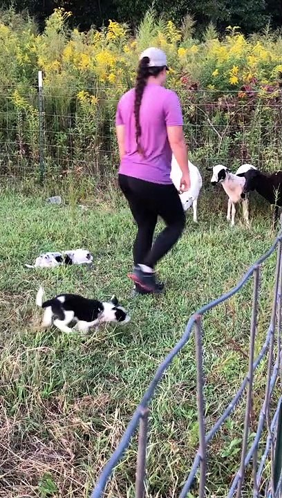 Border Collie Puppies Display Early Herding Instincts
