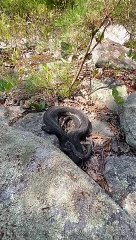Rattlesnakes Care For Their Young