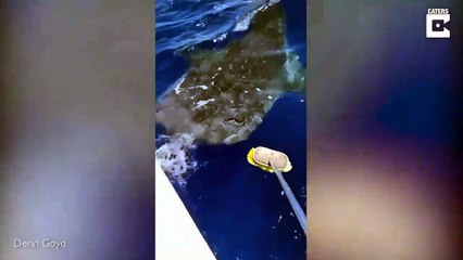 Download Video: Un requin-baleine vient demander des câlins