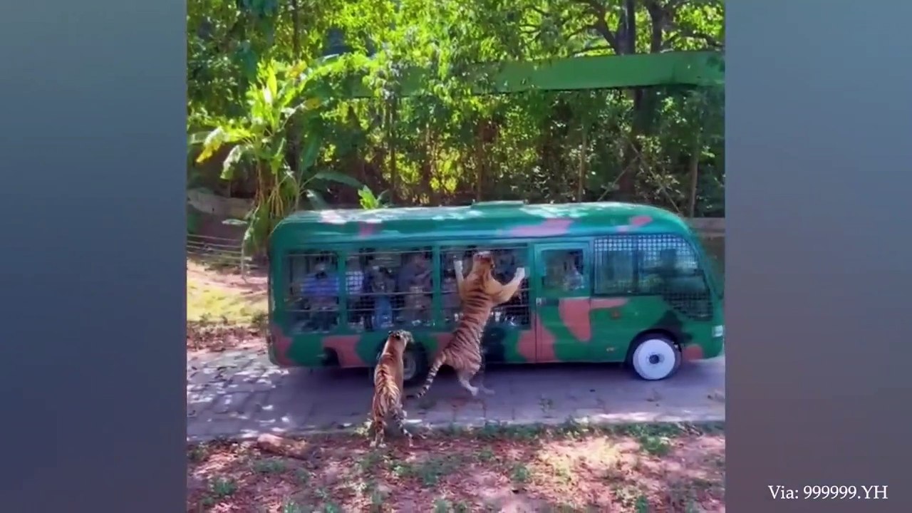 animal funny video 72