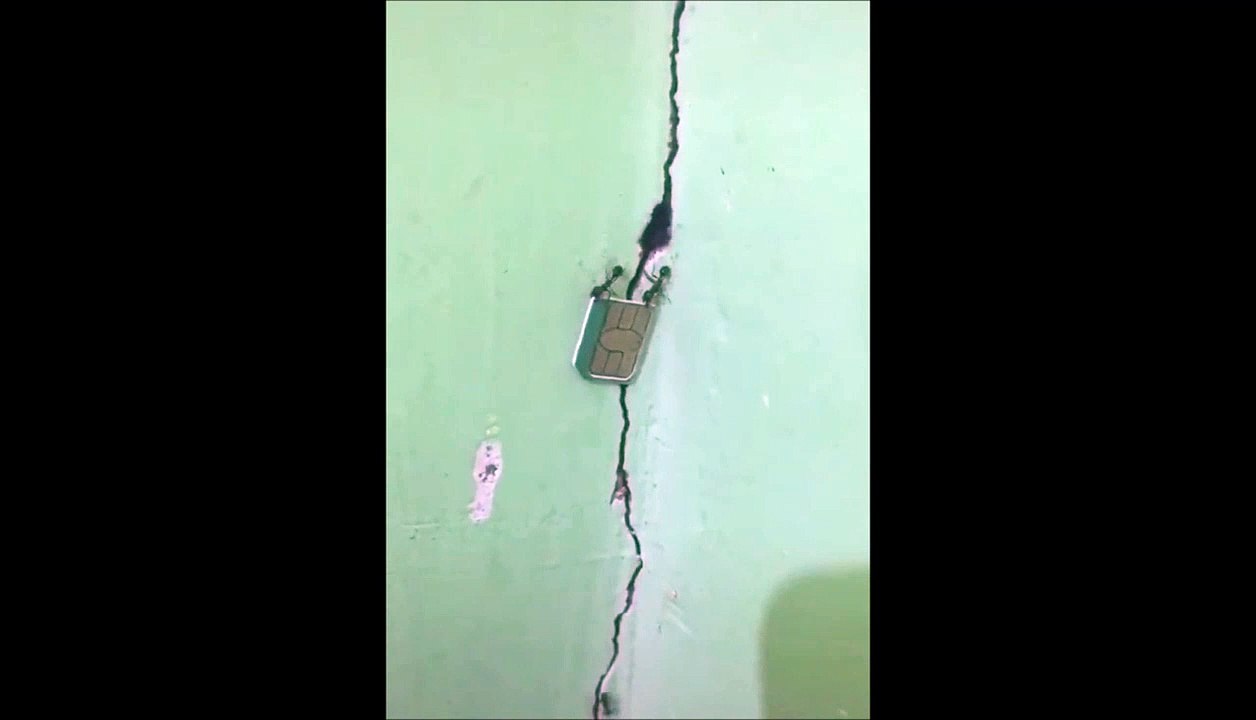 Ces fourmis ont besoin de passer un coup de fil