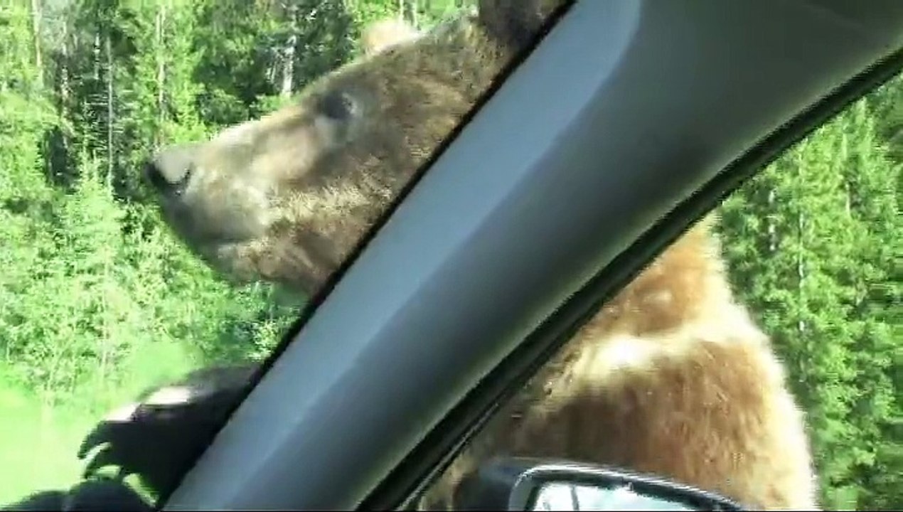 Yellowstone Grizzly Bear - "Attacks" Car