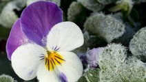 10 Plants That Bloom in Winter for Some Cheer During the Coldest Time of Year