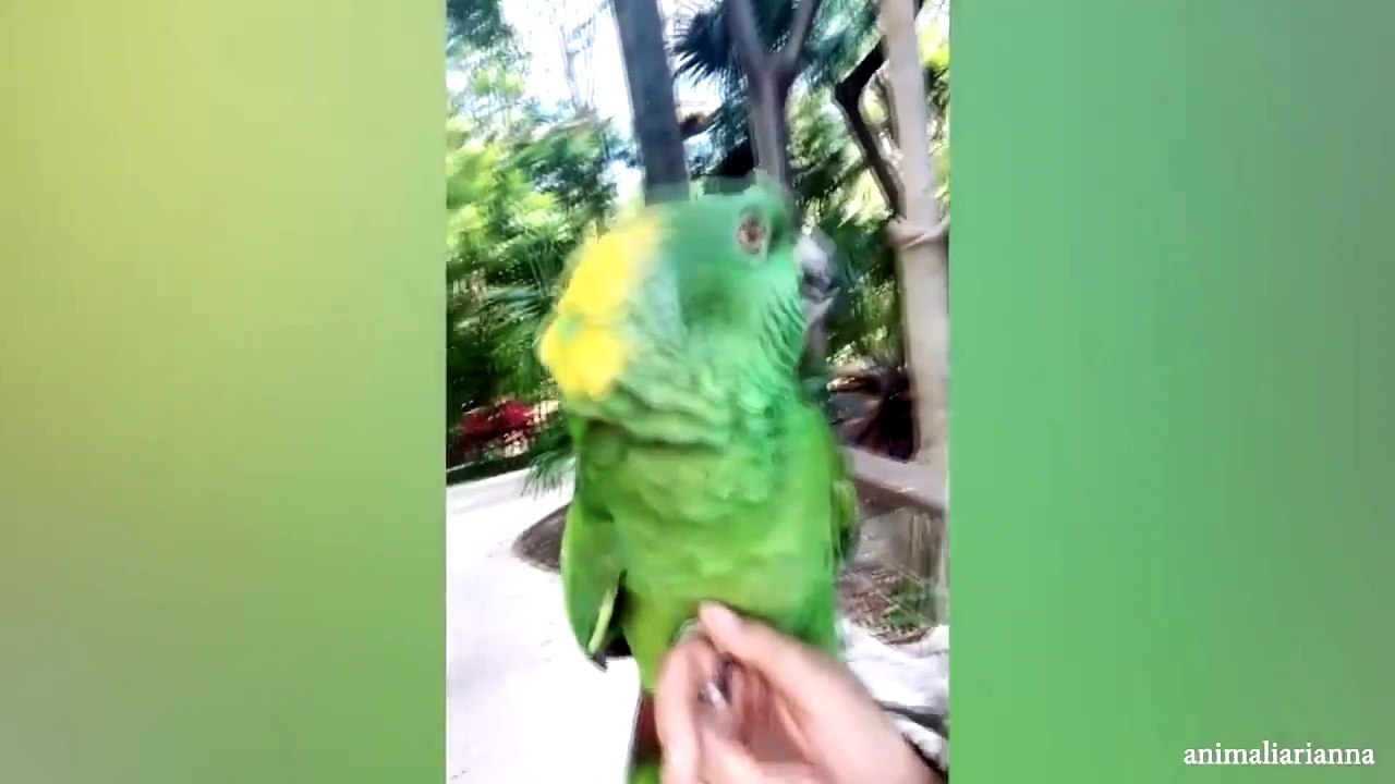 animal funny video 76