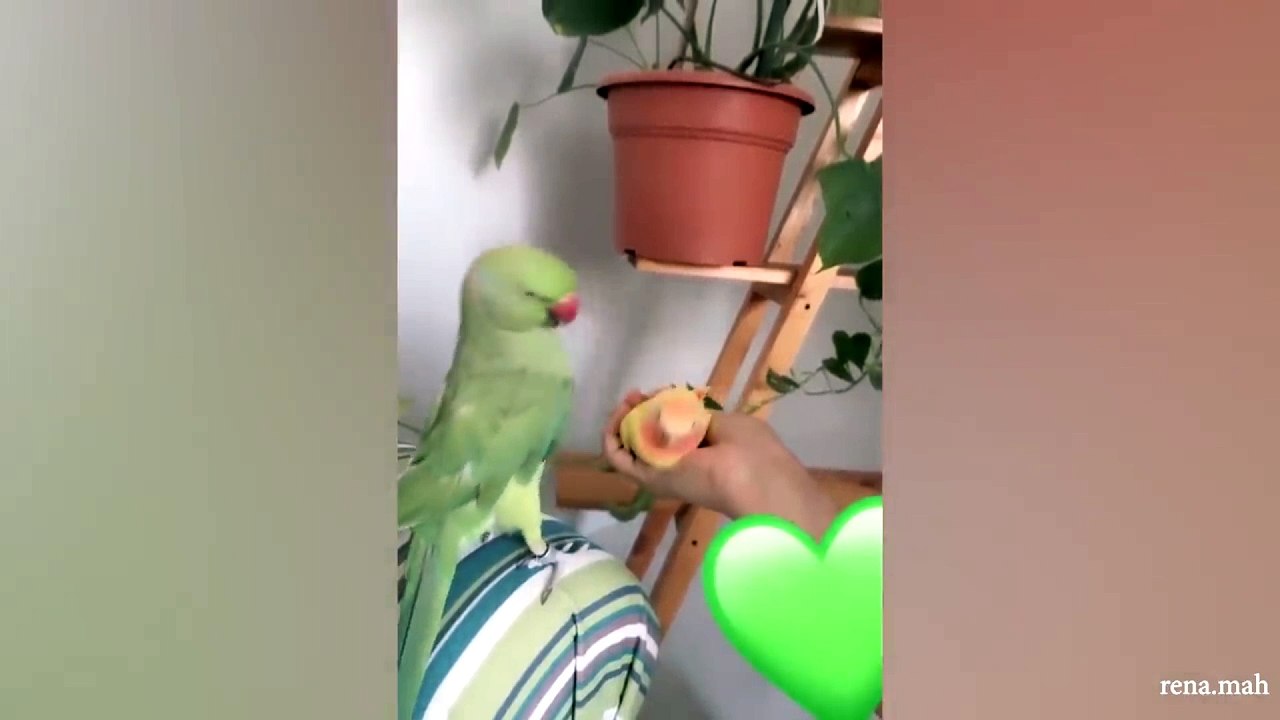 animal funny video 78