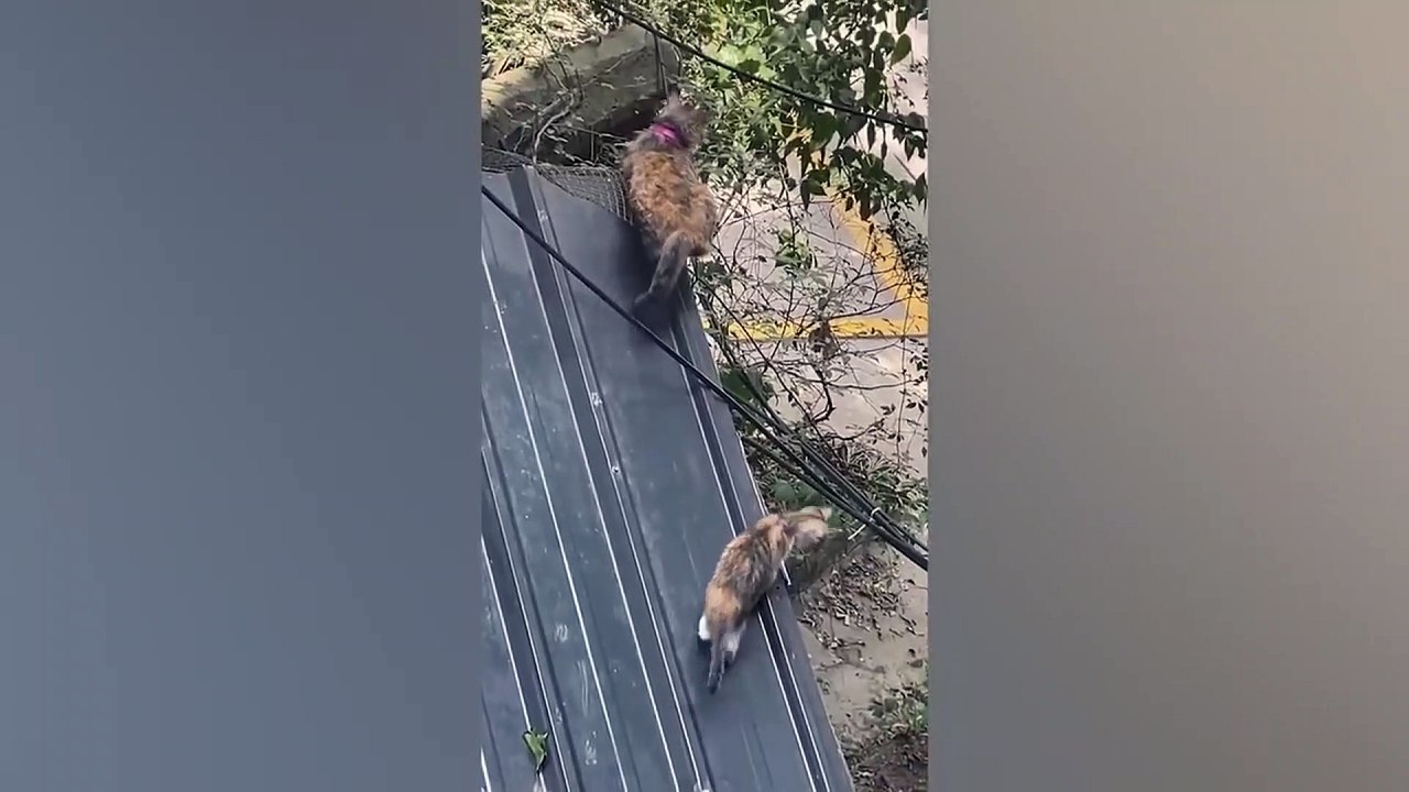 animal funny video 73
