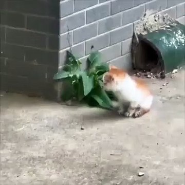 İzlenme rekoru kırdı! Yuvadan uzaklaşan yavrusuna anne kediden patili dayak