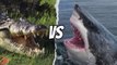 Saltwater Crocodile vs Great White Shark: Which ONE will Win in a Fight?