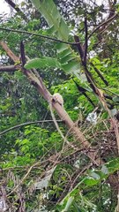 Rara espécie de sagui albino é flagrada em Joinville