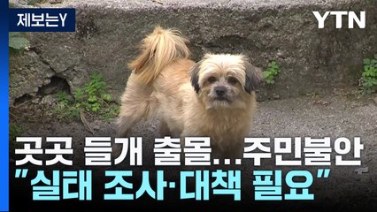들개 출몰에 불안..."전국적인 조사 필요" / YTN