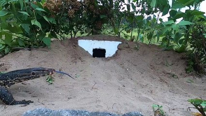 Highly Effective Earth Dragon Trap Using a Foam Box | Simple Land Dragon Capture