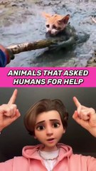 ANIMALS THAT ASKED PEOPLE FOR HELP 4K