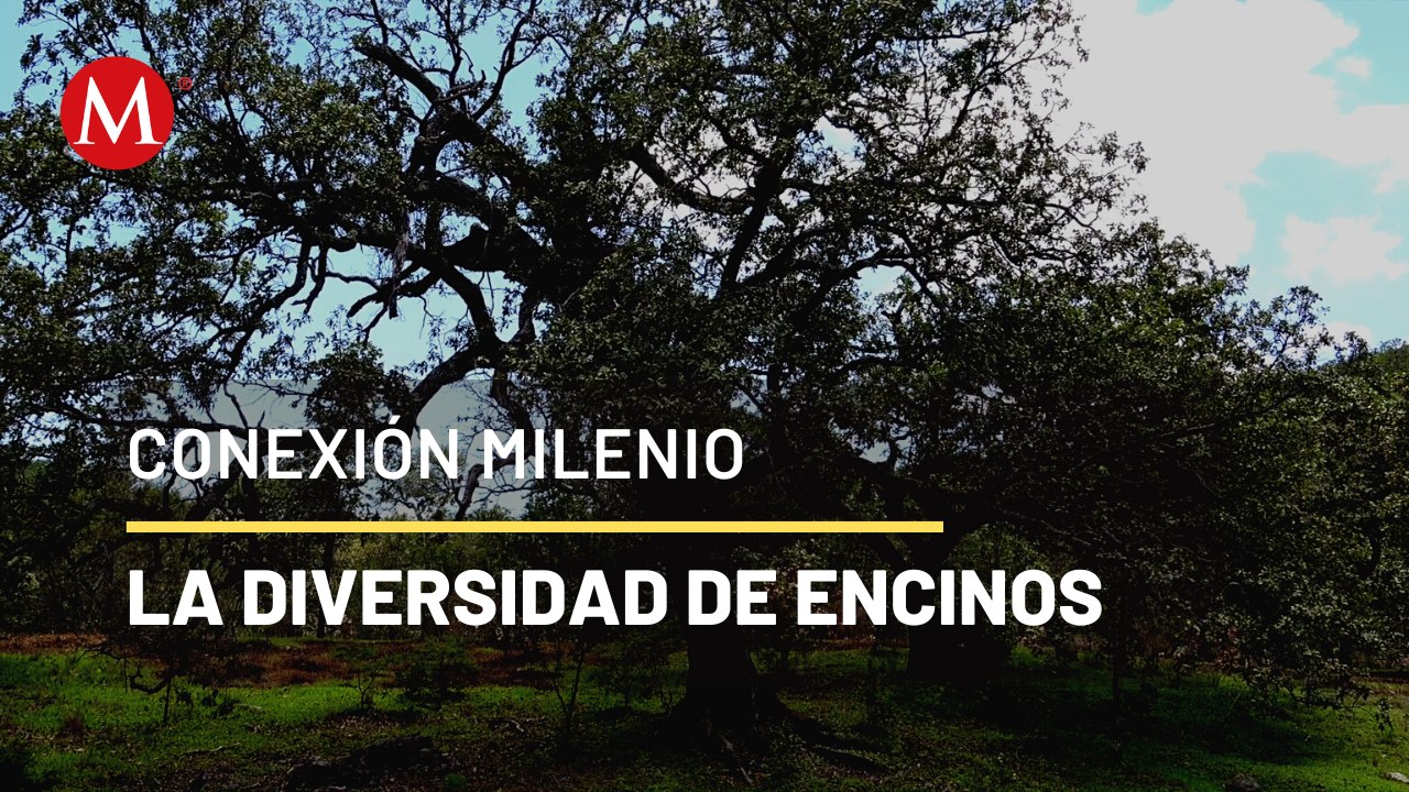 Los encinos, árboles fabulosos | Conexión Milenio