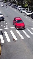 Motociclista impacta contra automóvil