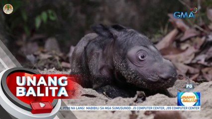 Babaeng rhino na kabilang sa endangered species, isinilang sa isang national park sa Indonesia | UB