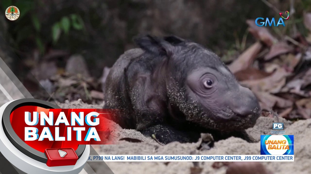 Babaeng rhino na kabilang sa endangered species, isinilang sa isang national park sa Indonesia | UB