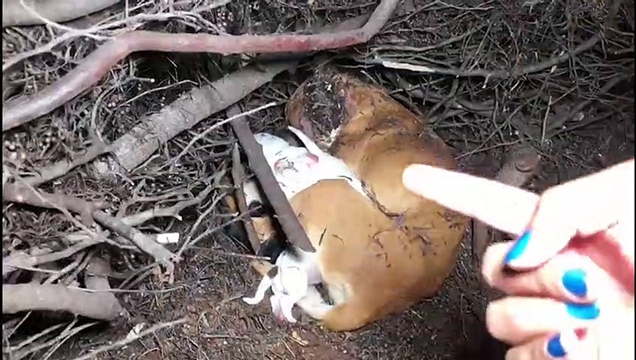 URGENTE: internautas pedem socorro para cachorra que teve filhotes depois de ser atropelada