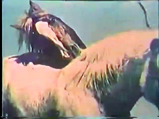 Le Songe Des Chevaux Sauvages | movie | 1960 | Official Clip