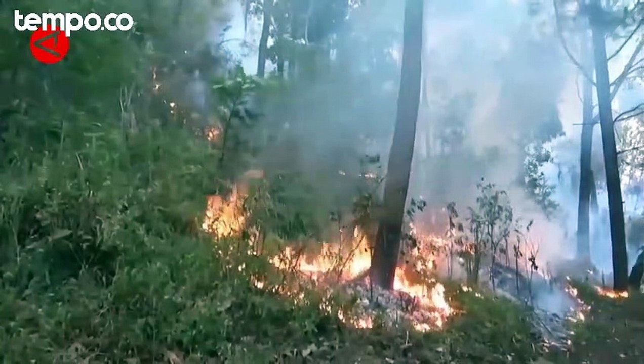 Total Lahan Terbakar di Gunung Lawu Mencapai 1.100 Hektare