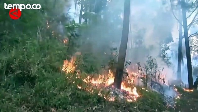 Total Lahan Terbakar di Gunung Lawu Mencapai 1.100 Hektare