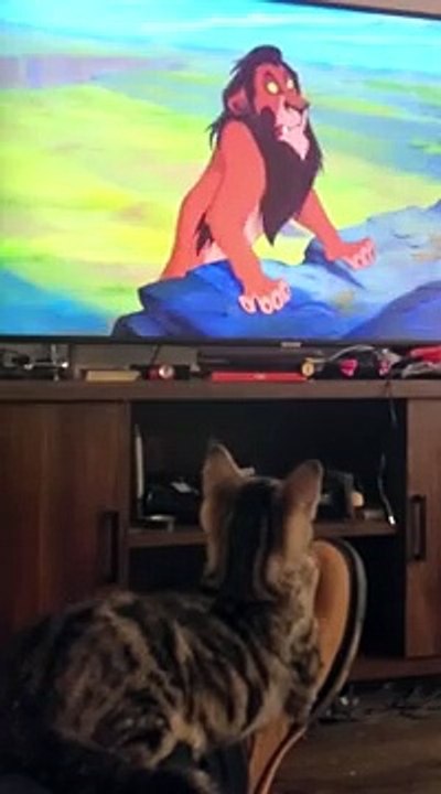 Sparkles the Kitten _ me watching _The Lion King_(360P)