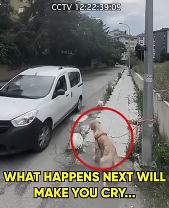 Owner Abandoned his Dog _goldenretriever _abandoned(360P)