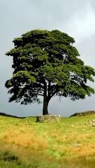 Un Joven tala el árbol más famoso de Reino Unido de más de 200 años
