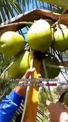 Esta es La fruta más peligrosa del mundo