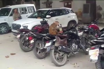 ड्राई-डे पर पुलिसवाले की गाड़ी से शराब निकालकर पीने लगा बंदर, देखें वीडियो