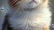 Cat videos cute cats _meow _cats _pets _animals _catshorts _shorts(720P_HD)