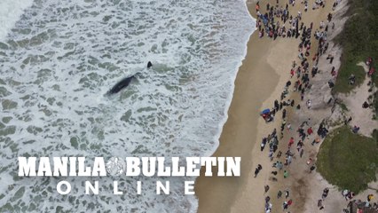 Sperm whale stranded in southern Brazil