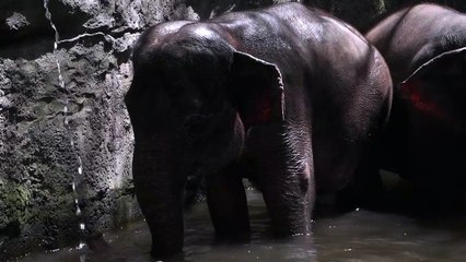 Elephant Enjoying Water