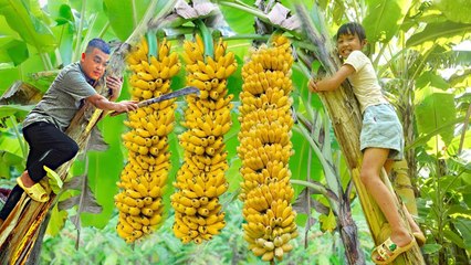 Harvest ripe banana gardens and bring them to the highland market to sell | Chad & My Daughter