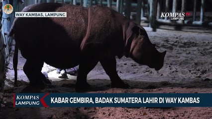 Kabar Gembira, Badak Sumatera Lahir di Way Kambas!
