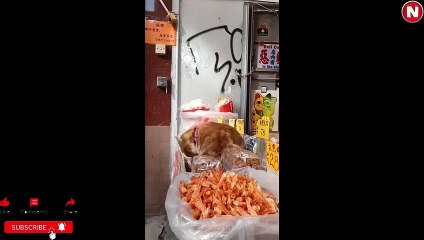 Funniest Cats Videos, The Siliest, Cutest And Funniest Cats 11