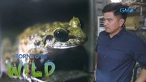 Saving critically endangered Gigantes limestone frog | Born to be Wild