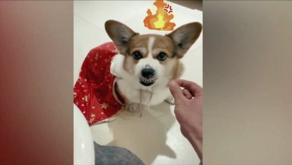 Funny Pet and Animal Moments latest 2023