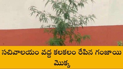 సచివాలయంలో కలకలం రేపిన గంజాయి మొక్క