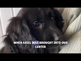 Six-legged puppy found dumped in car park