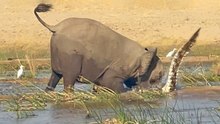 ELEPHANT ATTACKS AND KILLS CROCODILE!!!