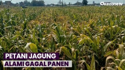 Kemarau Panjang, Petani Jagung di Jawa Timur Gagal Panen