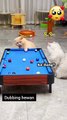 Dubbing hewan lucu kucing/funny animal video