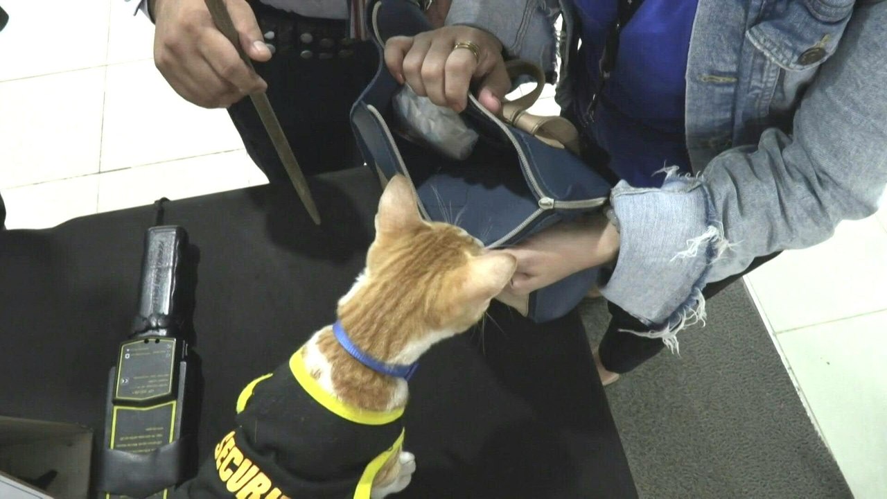 Streunende Katzen unterstützen Wachleute in Manila